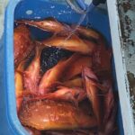 image1.jpeg